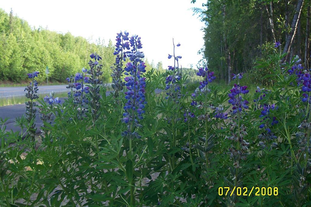 Grace And Bill'S Freedom Hills B&B Talkeetna Esterno foto
