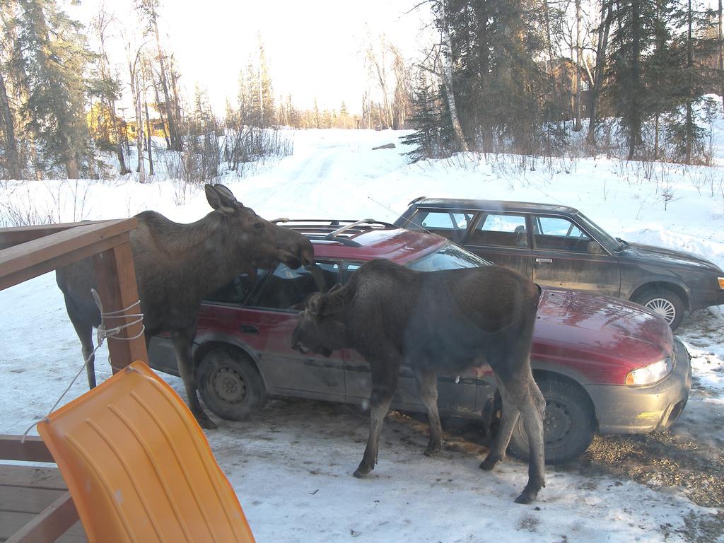 Grace And Bill'S Freedom Hills B&B Talkeetna Esterno foto