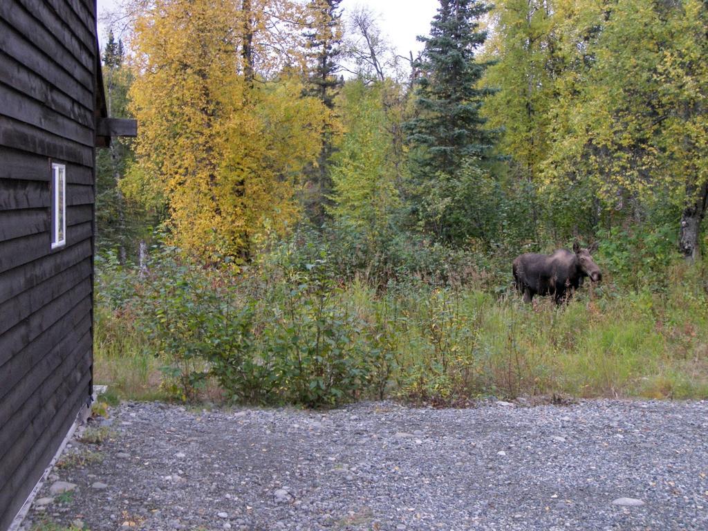 Grace And Bill'S Freedom Hills B&B Talkeetna Esterno foto