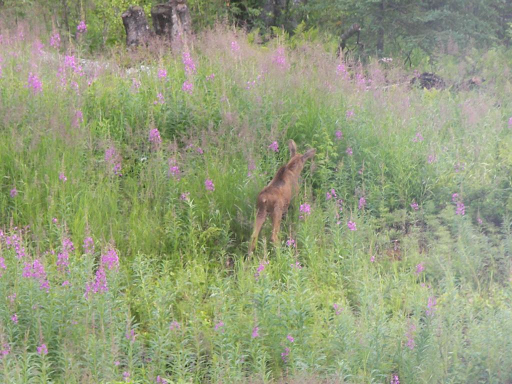 Grace And Bill'S Freedom Hills B&B Talkeetna Esterno foto